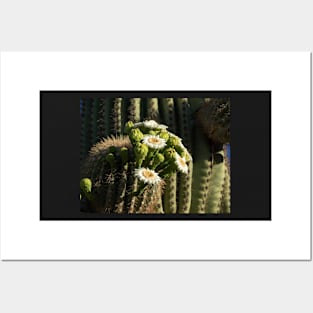 Saguaro in Bloom Posters and Art